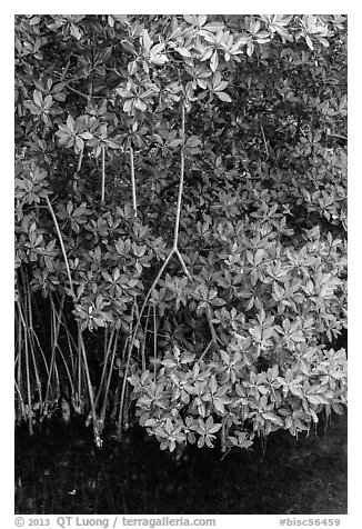 Mangrove roots and leaves. Biscayne National Park (black and white)