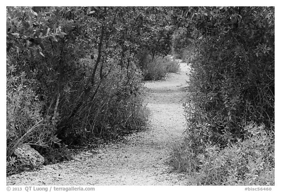 Trail, Convoy Point. Biscayne National Park, Florida, USA.