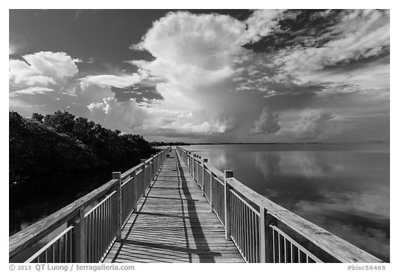 Boardwalk and mangroves, Convoy Point. Biscayne National Park, Florida, USA.