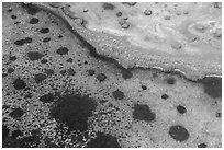 Aerial view of seagrass in Jones Lagoon. Biscayne National Park ( black and white)