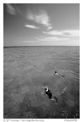 Snorkelers over a coral reef. Biscayne National Park, Florida, USA.