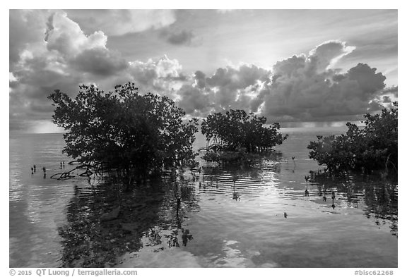 Mangroves and Atlantic Ocean, Boca Chita Key. Biscayne National Park (black and white)