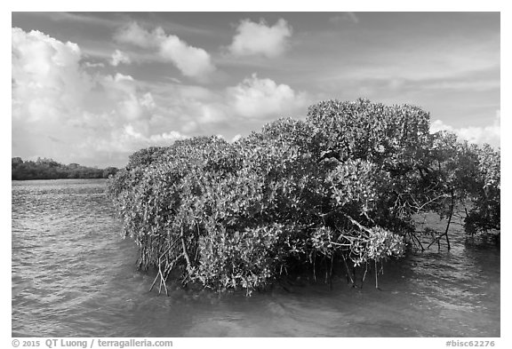 Mangrove and clear water, Swan Key. Biscayne National Park (black and white)