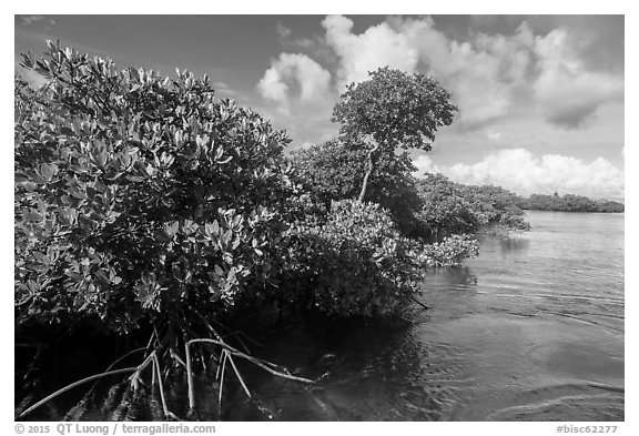 Mangrove shore, Swan Key. Biscayne National Park (black and white)