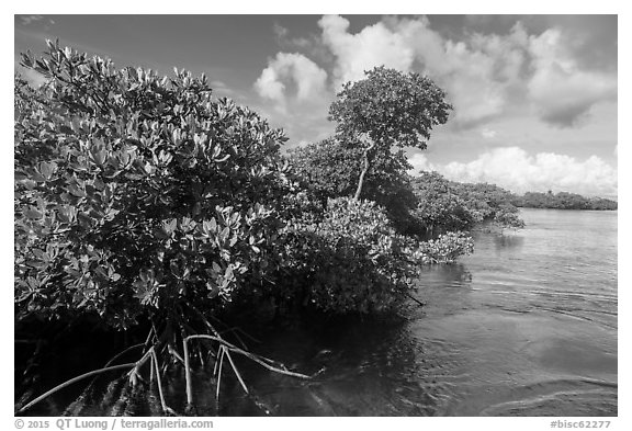 Mangrove shore, Swan Key. Biscayne National Park (black and white)