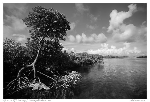 Tall mangrove tree and channel, Swan Key. Biscayne National Park (black and white)