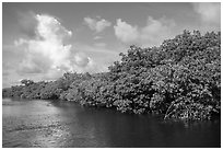 Shore with mangroves, Swan Key. Biscayne National Park ( black and white)