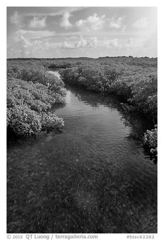 Creek. Biscayne National Park (black and white)