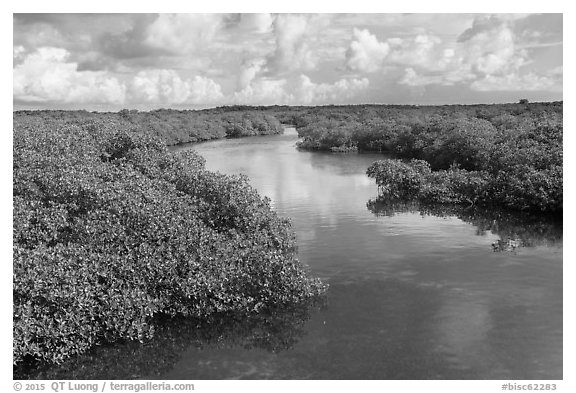 Narrow creek. Biscayne National Park (black and white)