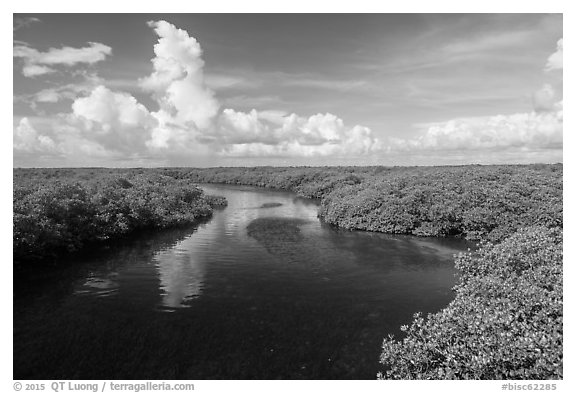 Narrow channel lined with mangroves. Biscayne National Park (black and white)