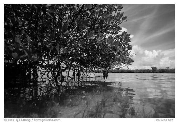 Mangrove and reflections in glassy water. Biscayne National Park (black and white)