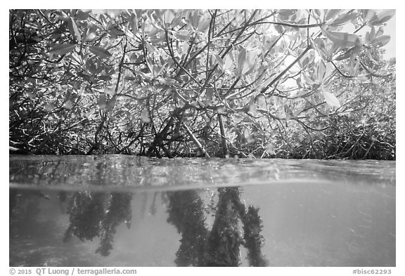 Over and underwater view of mangal. Biscayne National Park (black and white)