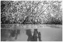 Over and underwater view of mangal. Biscayne National Park ( black and white)