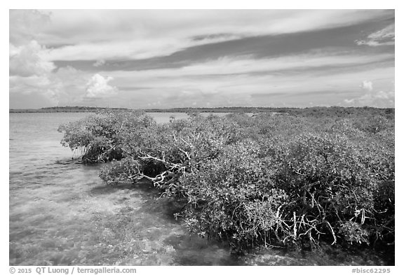 Clear water and mangoves, Linderman Key. Biscayne National Park (black and white)