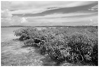 Clear water and mangoves, Linderman Key. Biscayne National Park ( black and white)
