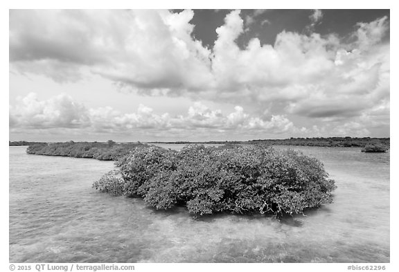 Mangrove islet, Linderman Key. Biscayne National Park (black and white)
