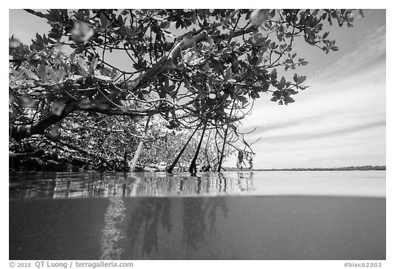 Above and below water view at the edge of the mangal. Biscayne National Park (black and white)
