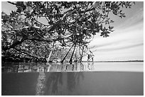 Above and below water view at the edge of the mangal. Biscayne National Park ( black and white)