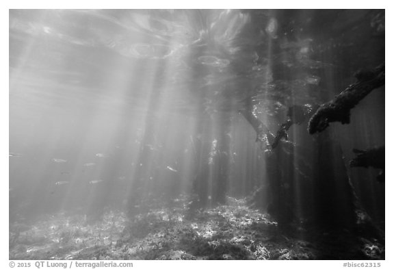 Sunrays and mangrove roots, Convoy Point. Biscayne National Park (black and white)