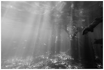 Sunrays and mangrove roots, Convoy Point. Biscayne National Park ( black and white)