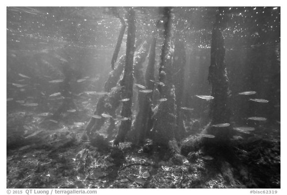 Fish swim amongst mangroves, Convoy Point. Biscayne National Park (black and white)