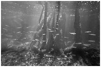 Fish swim amongst mangroves, Convoy Point. Biscayne National Park ( black and white)