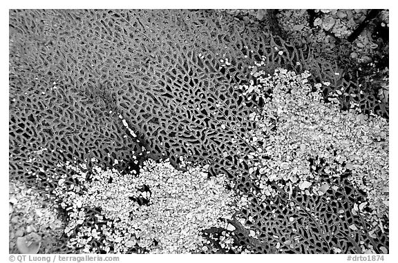 Beached fan coral, Garden Key. Dry Tortugas National Park (black and white)