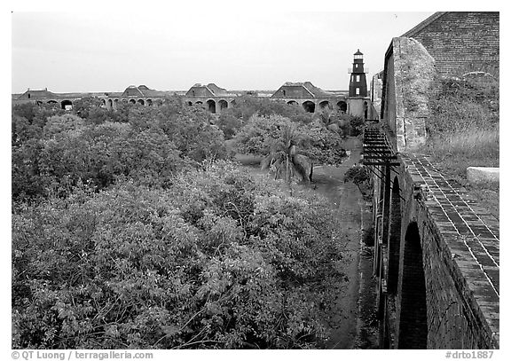 Trees in Fort Jefferson courtyard. Dry Tortugas National Park (black and white)