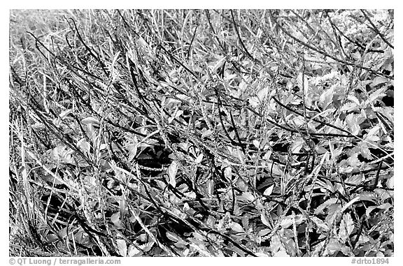 Plants with blue flowers, Garden Key. Dry Tortugas National Park (black and white)