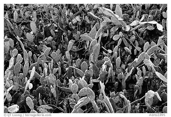 Cactus plants, Garden Key. Dry Tortugas National Park (black and white)