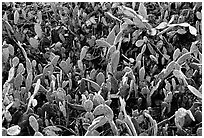 Cactus plants, Garden Key. Dry Tortugas National Park ( black and white)