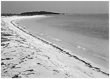 Beach on Bush Key with beached seaweed. Dry Tortugas National Park, Florida, USA. (black and white)