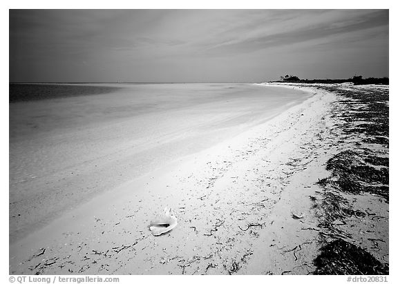 Tropical beach on Bush Key with conch shell and beached seaweed. Dry Tortugas National Park (black and white)