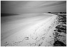 Conch shell and beach on Bush Key. Dry Tortugas  National Park ( black and white)