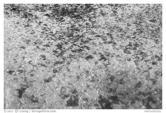 Close-up of reef and sand from above. Dry Tortugas National Park, Florida, USA.