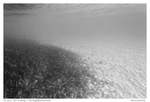 Underwater view of seagrass and sand, Garden Key. Dry Tortugas National Park, Florida, USA.