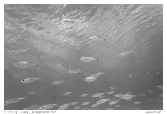 School of Blue Runner, Garden Key. Dry Tortugas National Park (black and white)