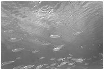 School of Blue Runner, Garden Key. Dry Tortugas National Park, Florida, USA. (black and white)