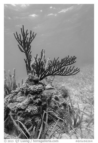 Gorgonia Coral head and Cocoa Damsel fish, Garden Key. Dry Tortugas National Park (black and white)