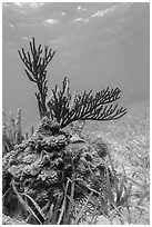 Gorgonia Coral head and Cocoa Damsel fish, Garden Key. Dry Tortugas National Park, Florida, USA. (black and white)