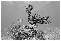 Coral and seagrass, Garden Key. Dry Tortugas National Park, Florida, USA. (black and white)