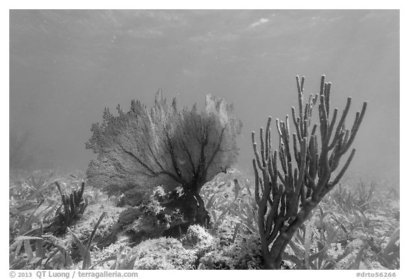 Fan coral and Sea Rod, Garden Key. Dry Tortugas National Park, Florida, USA.