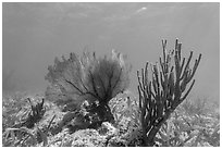 Fan coral and Sea Rod, Garden Key. Dry Tortugas National Park, Florida, USA. (black and white)