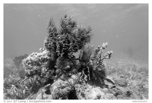 Sea Plume Corals and juvenile Cocoa Damsel, Garden Key. Dry Tortugas National Park, Florida, USA.