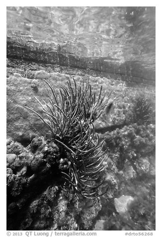 Coral outside Fort Jefferson moat. Dry Tortugas National Park, Florida, USA.