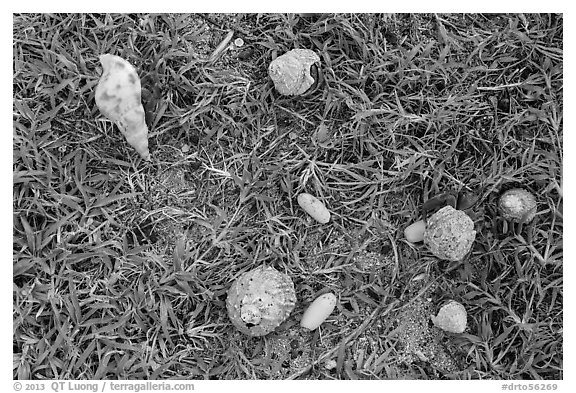 Hermit crabs and palm tree nuts. Dry Tortugas National Park (black and white)