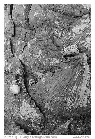 Hermit crabs at the base of palm tree, Garden Key. Dry Tortugas National Park, Florida, USA.