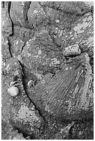 Hermit crabs at the base of palm tree, Garden Key. Dry Tortugas National Park, Florida, USA. (black and white)