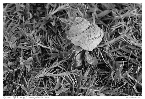 Hermit crab, Garden Key. Dry Tortugas National Park (black and white)