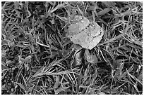 Hermit crab, Garden Key. Dry Tortugas National Park, Florida, USA. (black and white)